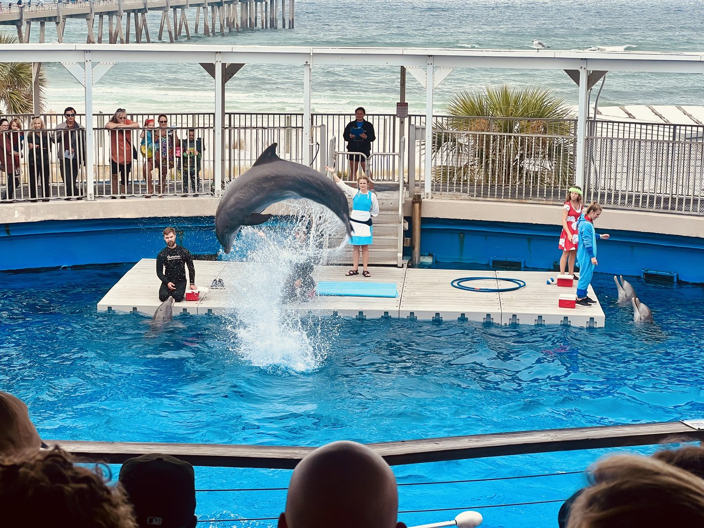 Dolphin Show