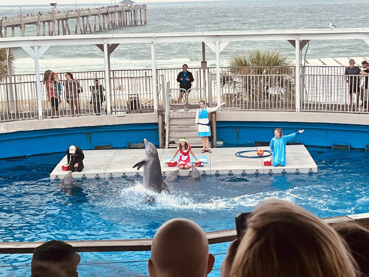 Dolphin Show