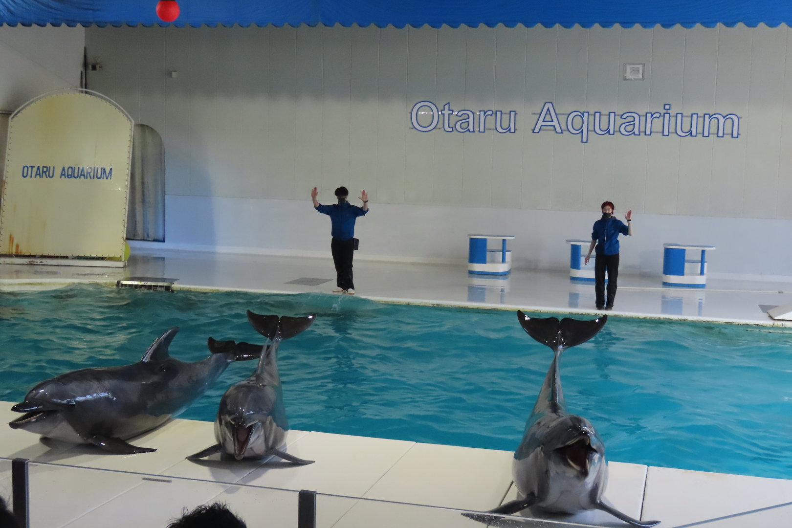 Dolphin show