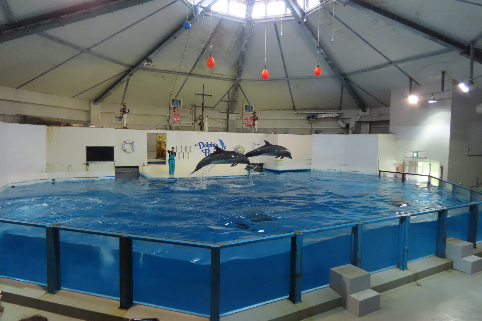 Dolphin show
