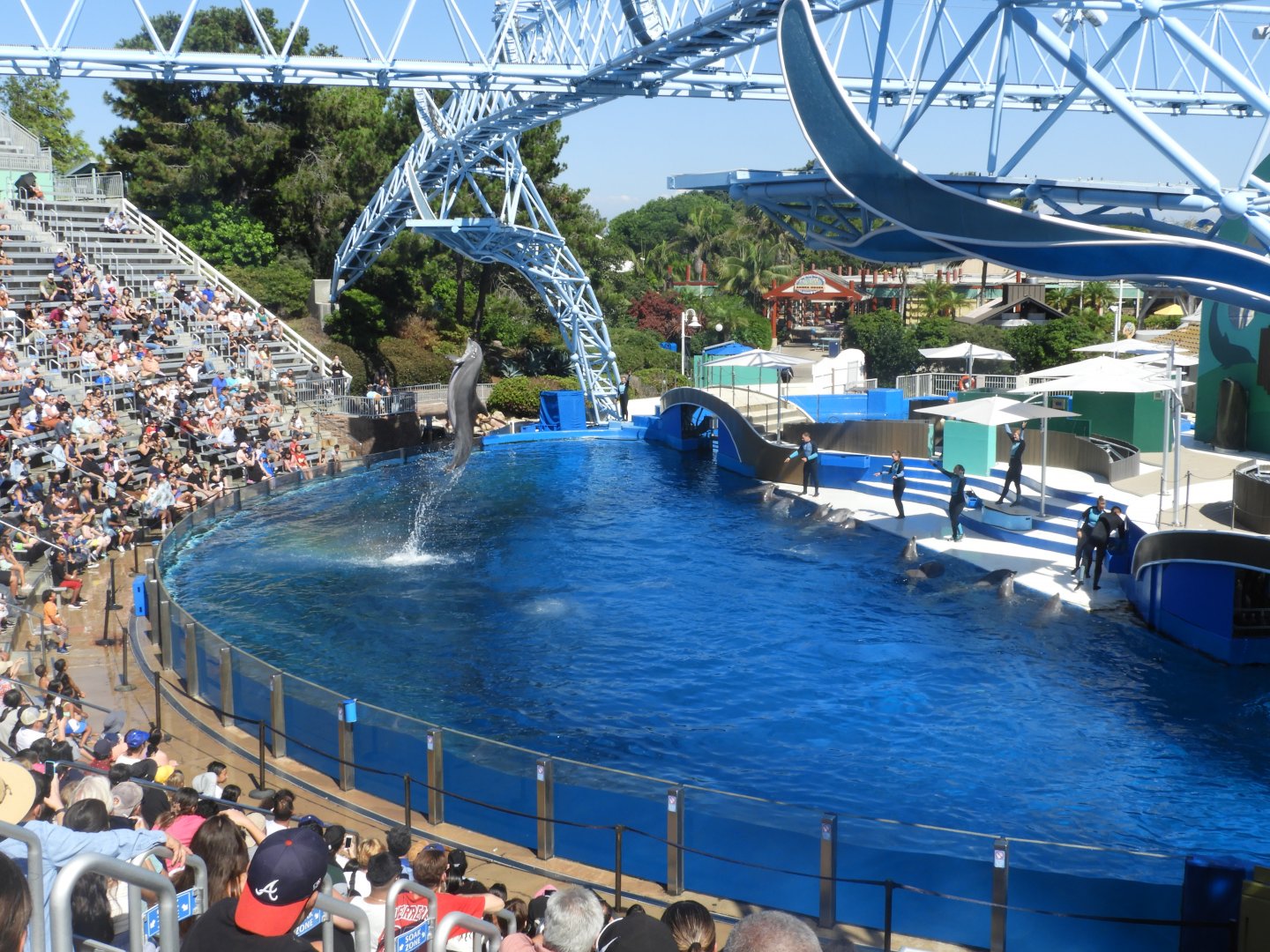 Dolphin show