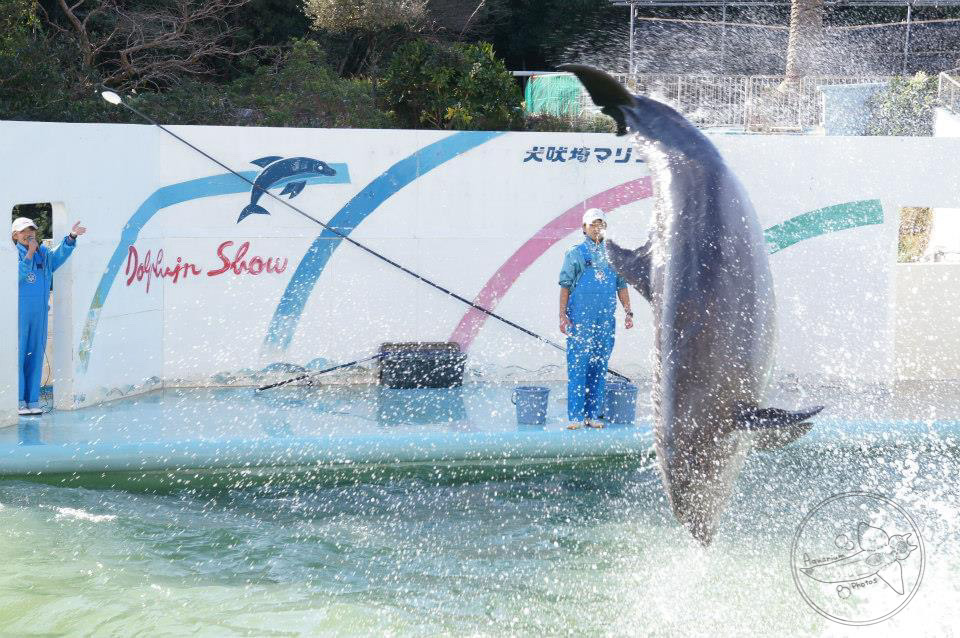 Dolphin Show