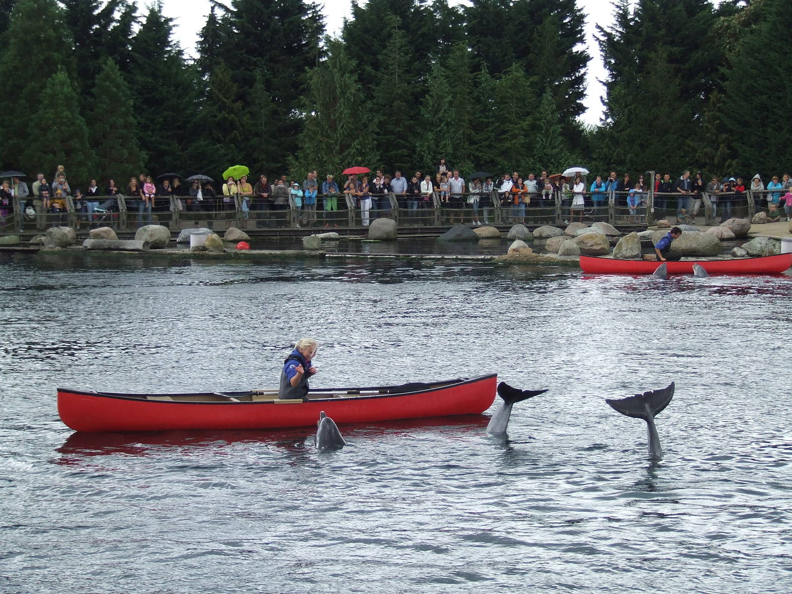 Dolphin show