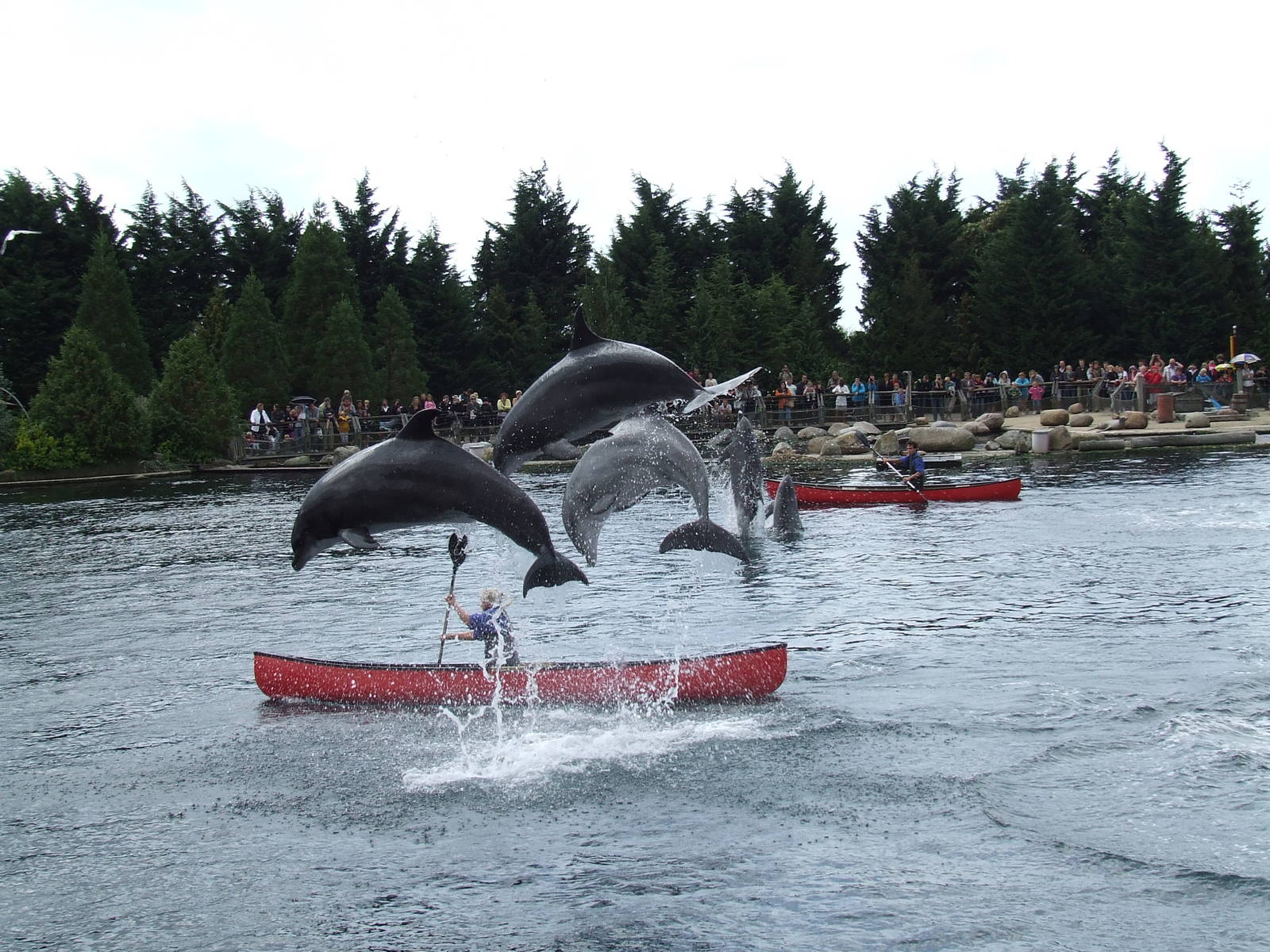 Dolphin show