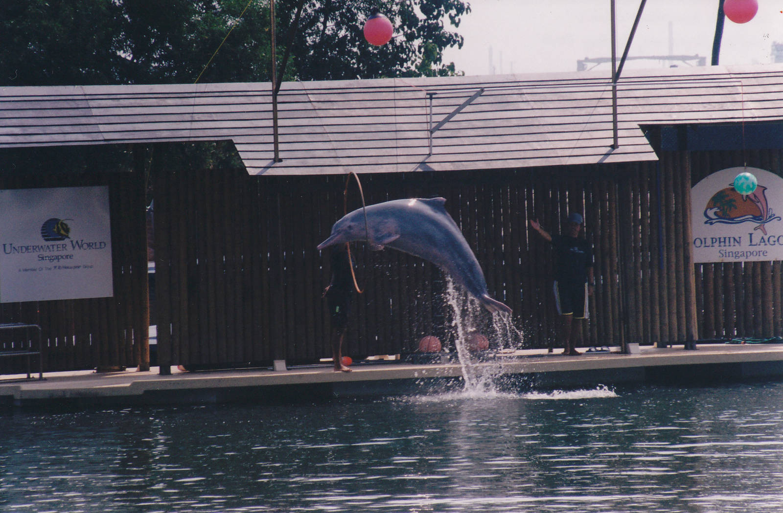 dolphin show