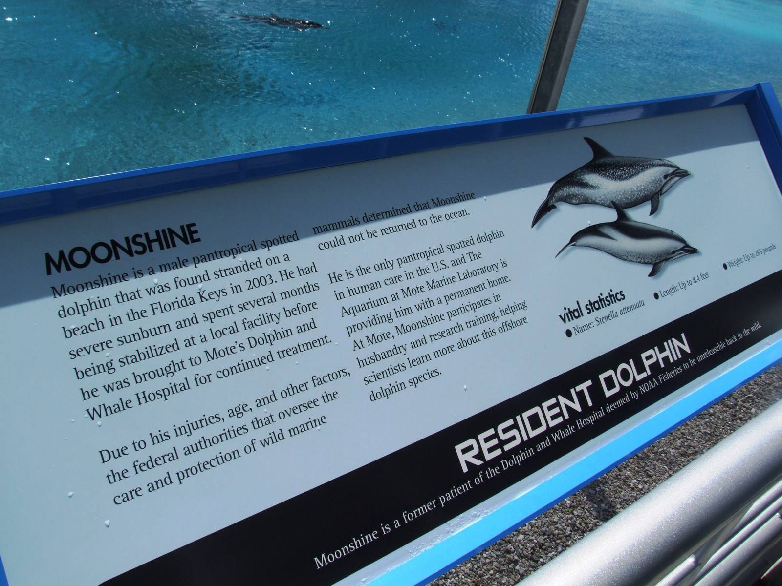 Dolphin Signage at Mote, 07/10/13
