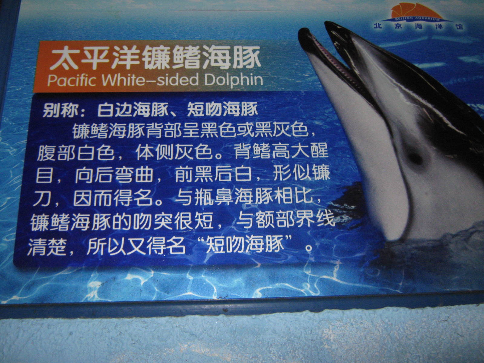 dolphin signage