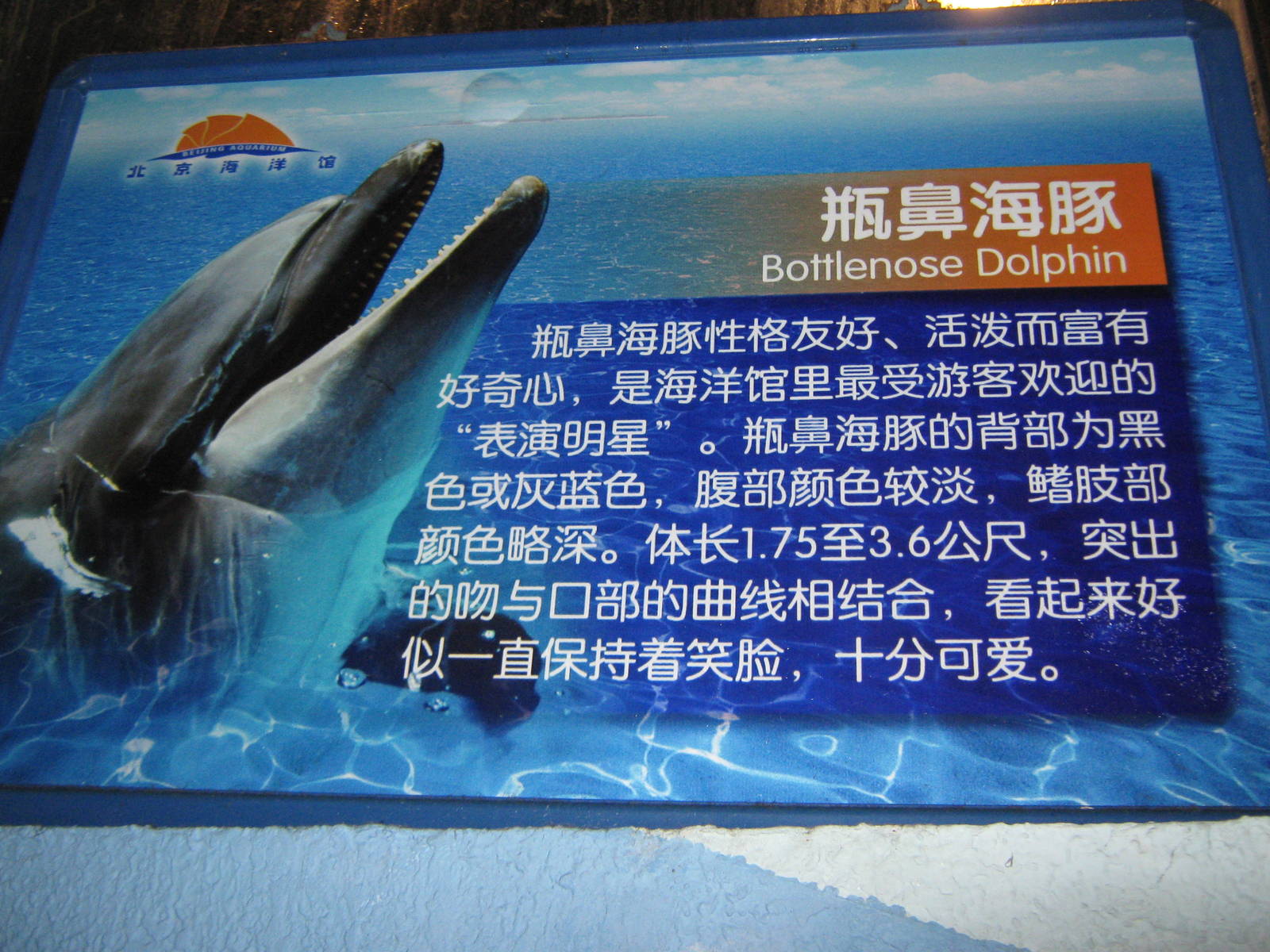 dolphin signage