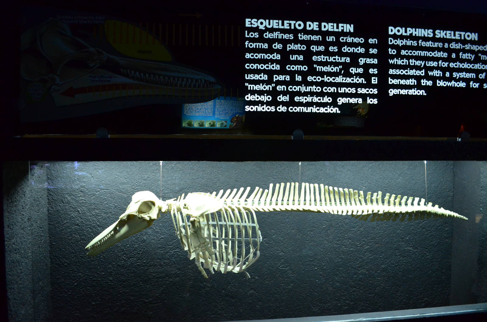 Dolphin skeleton