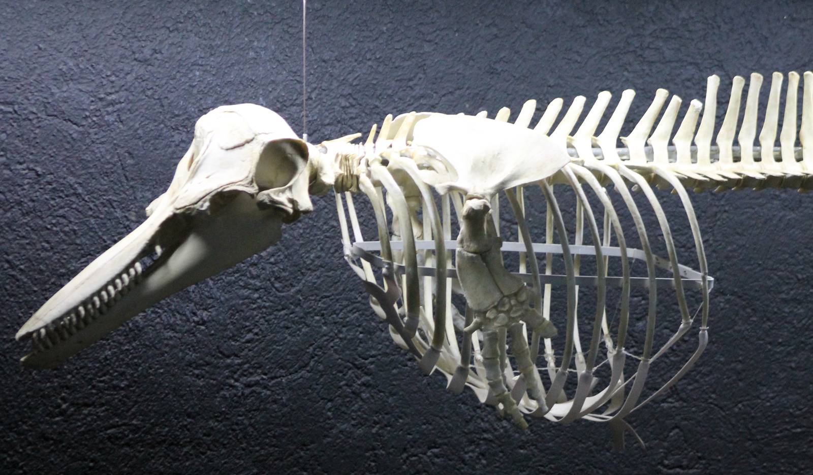 Dolphin skeleton