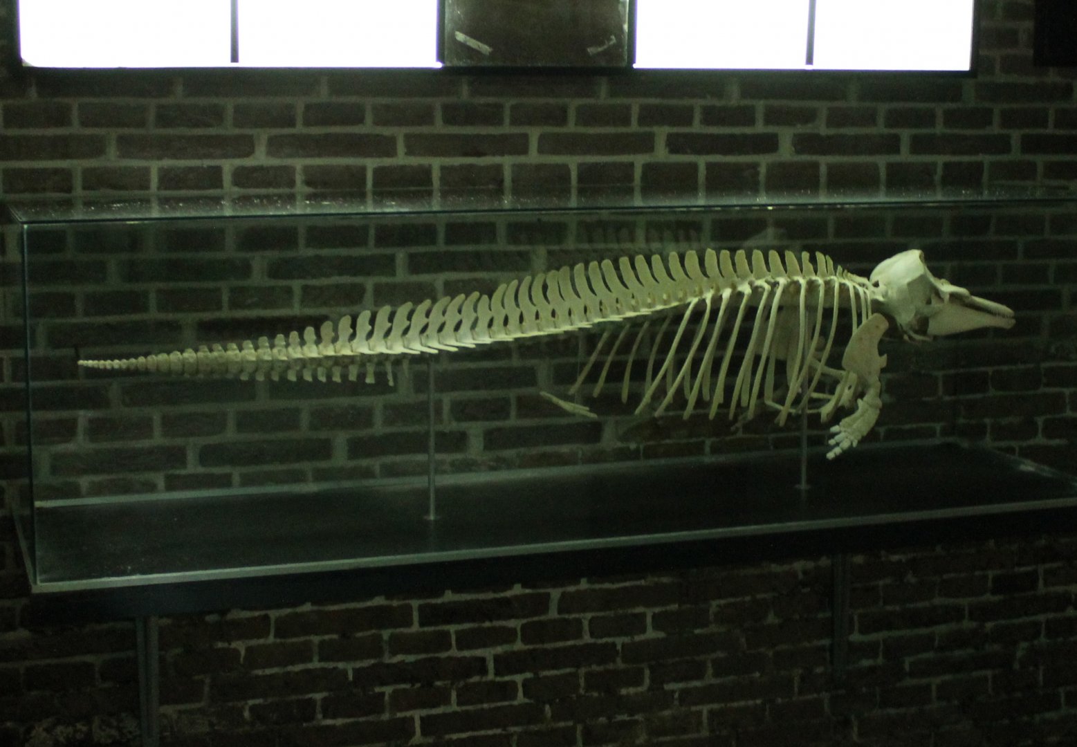 Dolphin-skeleton