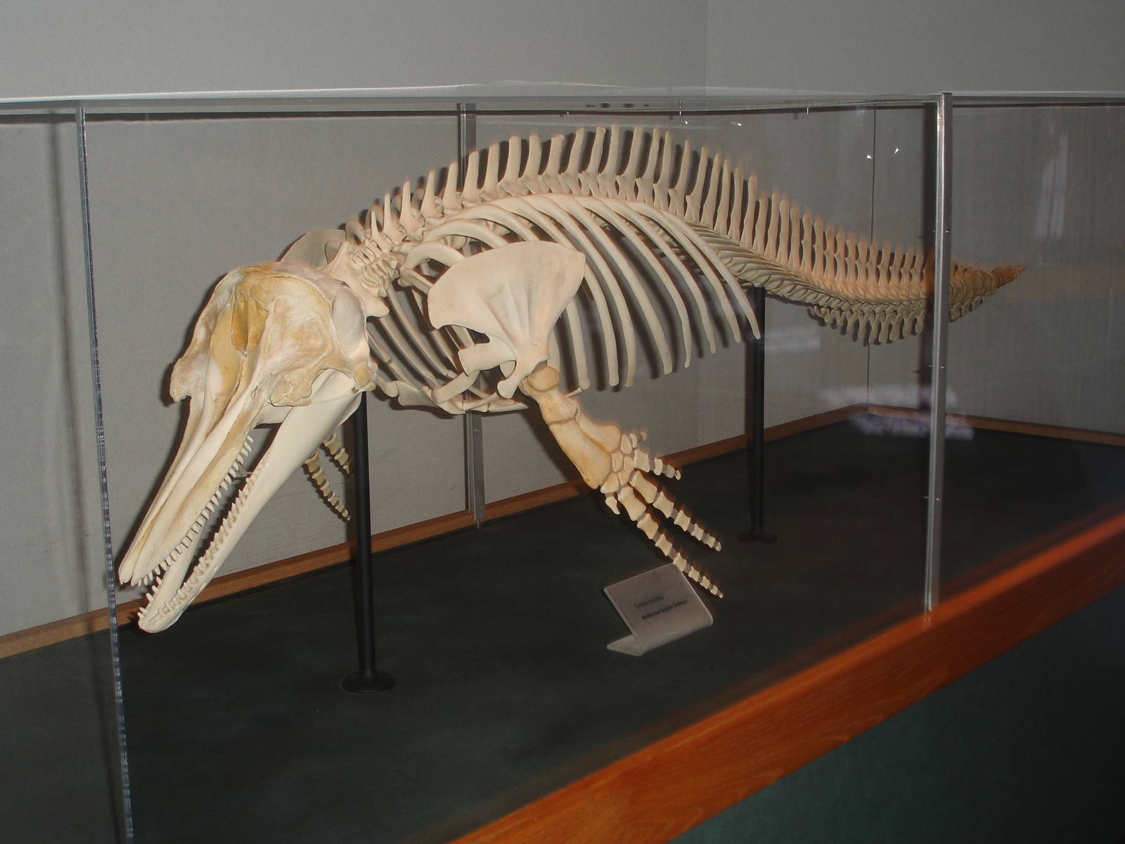 Dolphin Skeleton