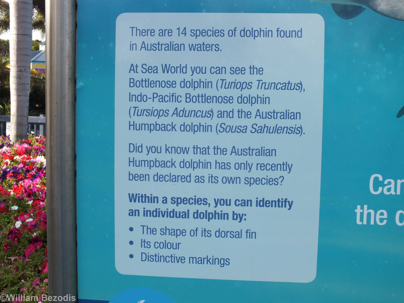 Dolphin Species Sign