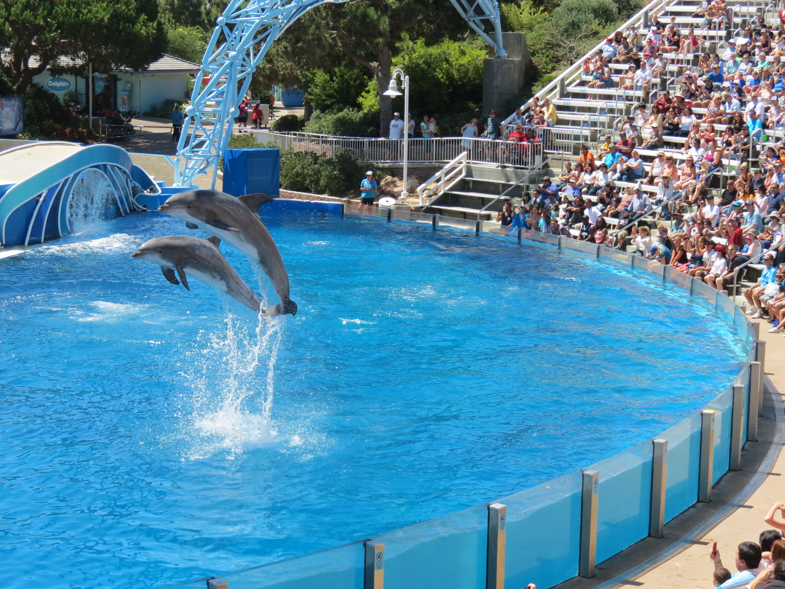 Dolphin Stadium - Blue Horizons Show - Bottlenose Dolphin
