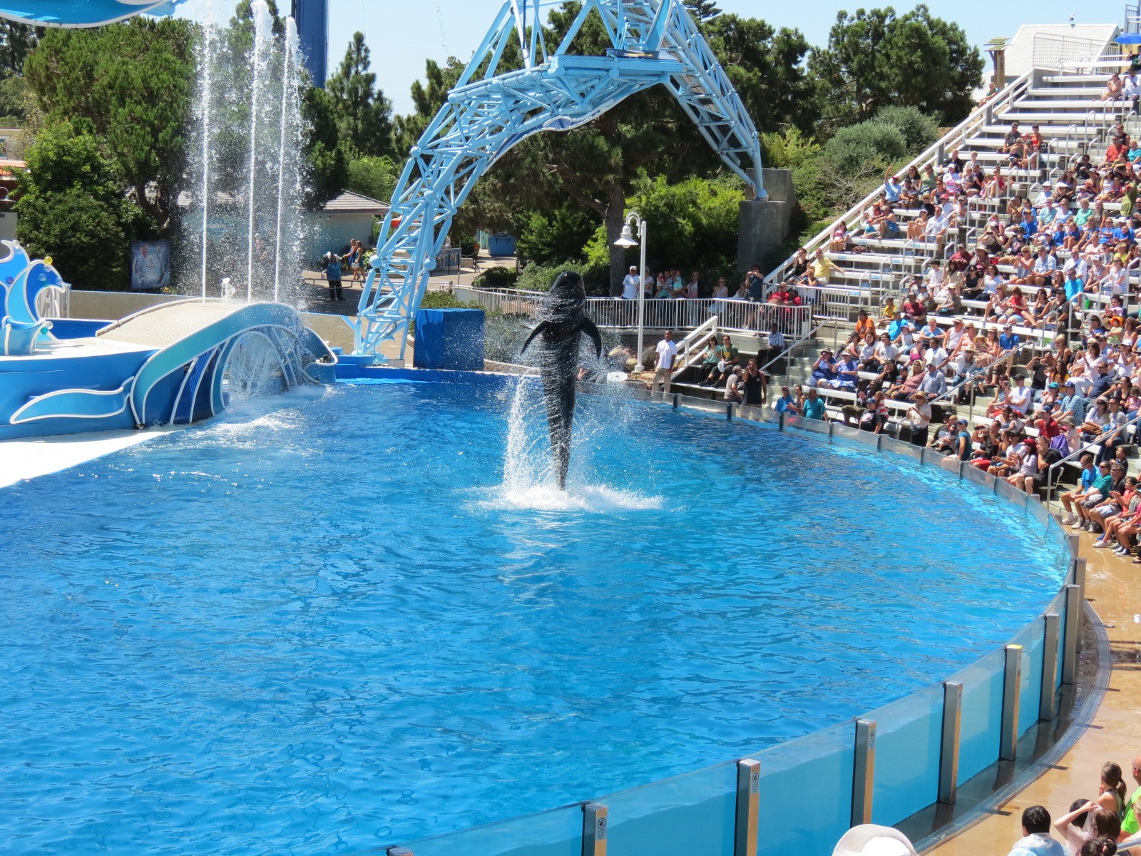 Dolphin Stadium - Blue Horizons Show - Short-finned Pilot Whale