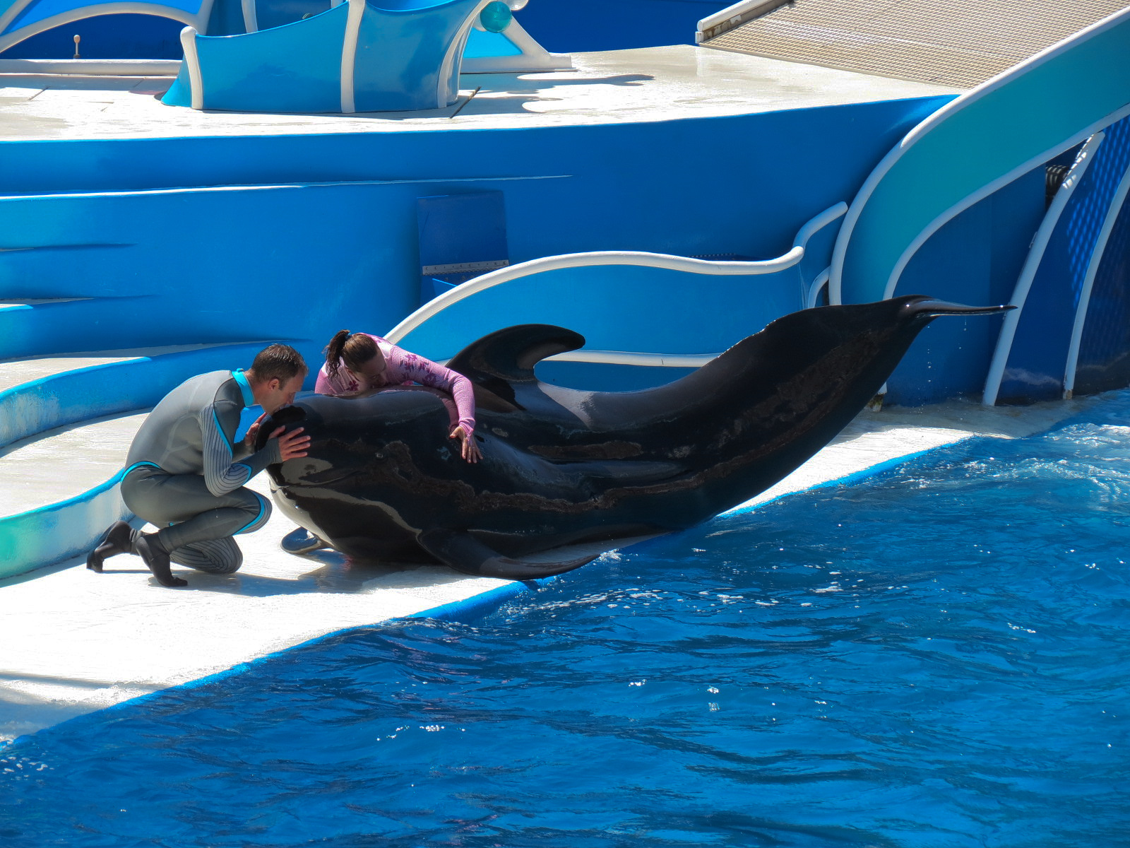 Dolphin Stadium - Blue Horizons Show - Short-finned Pilot Whale