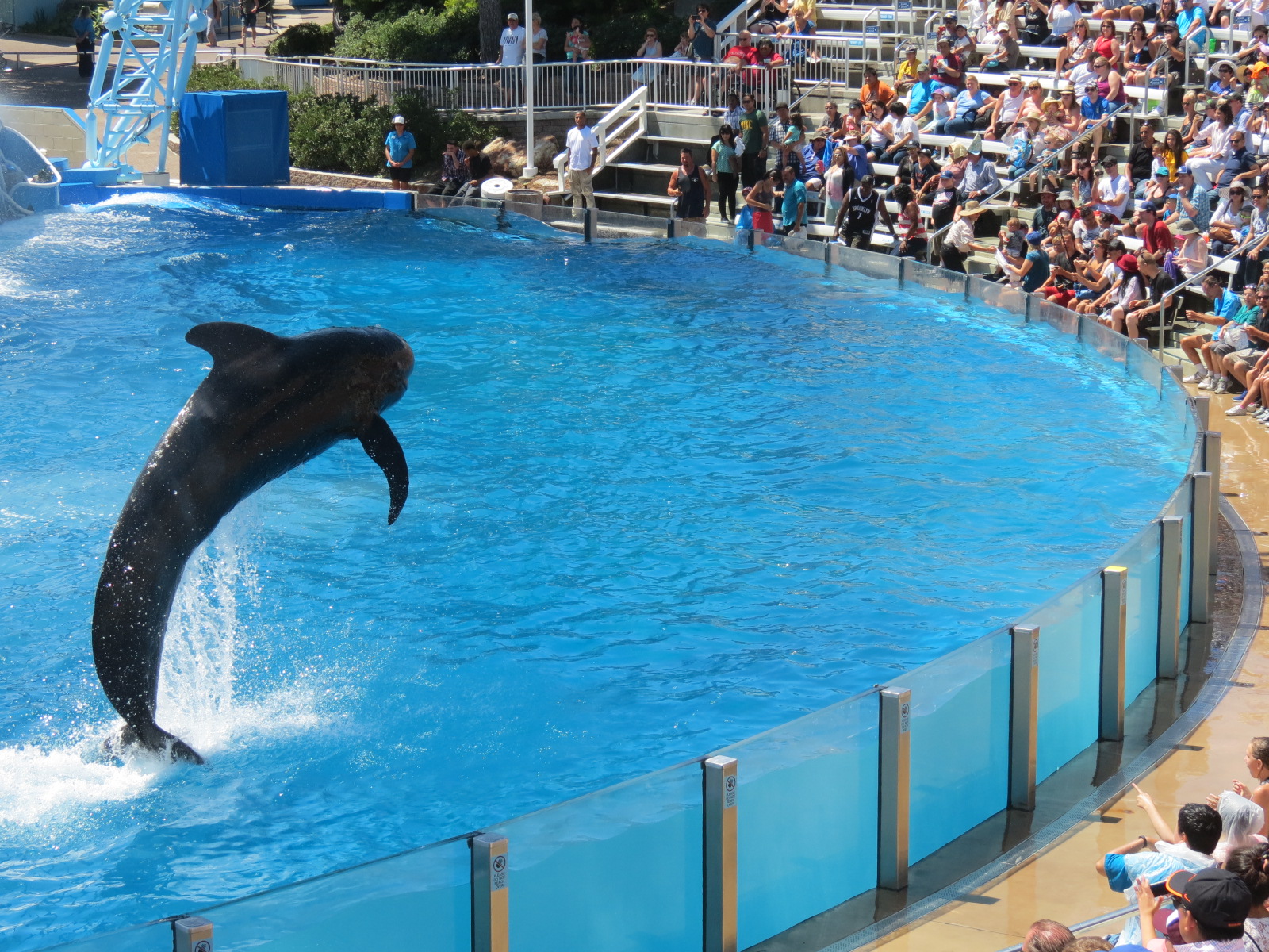 Dolphin Stadium - Blue Horizons Show - Short-finned Pilot Whale