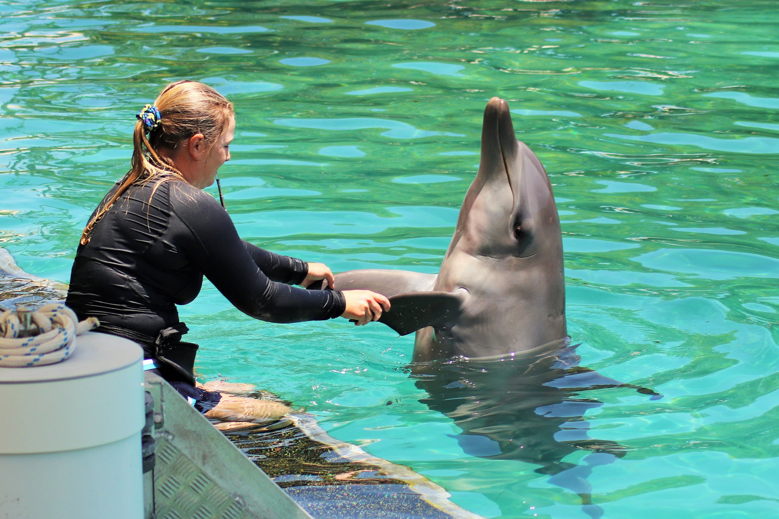 Dolphin Training Session