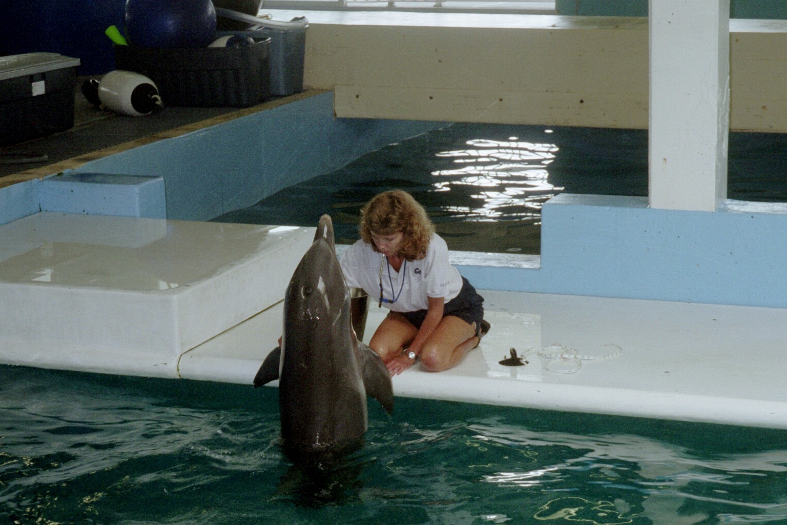 Dolphin Training