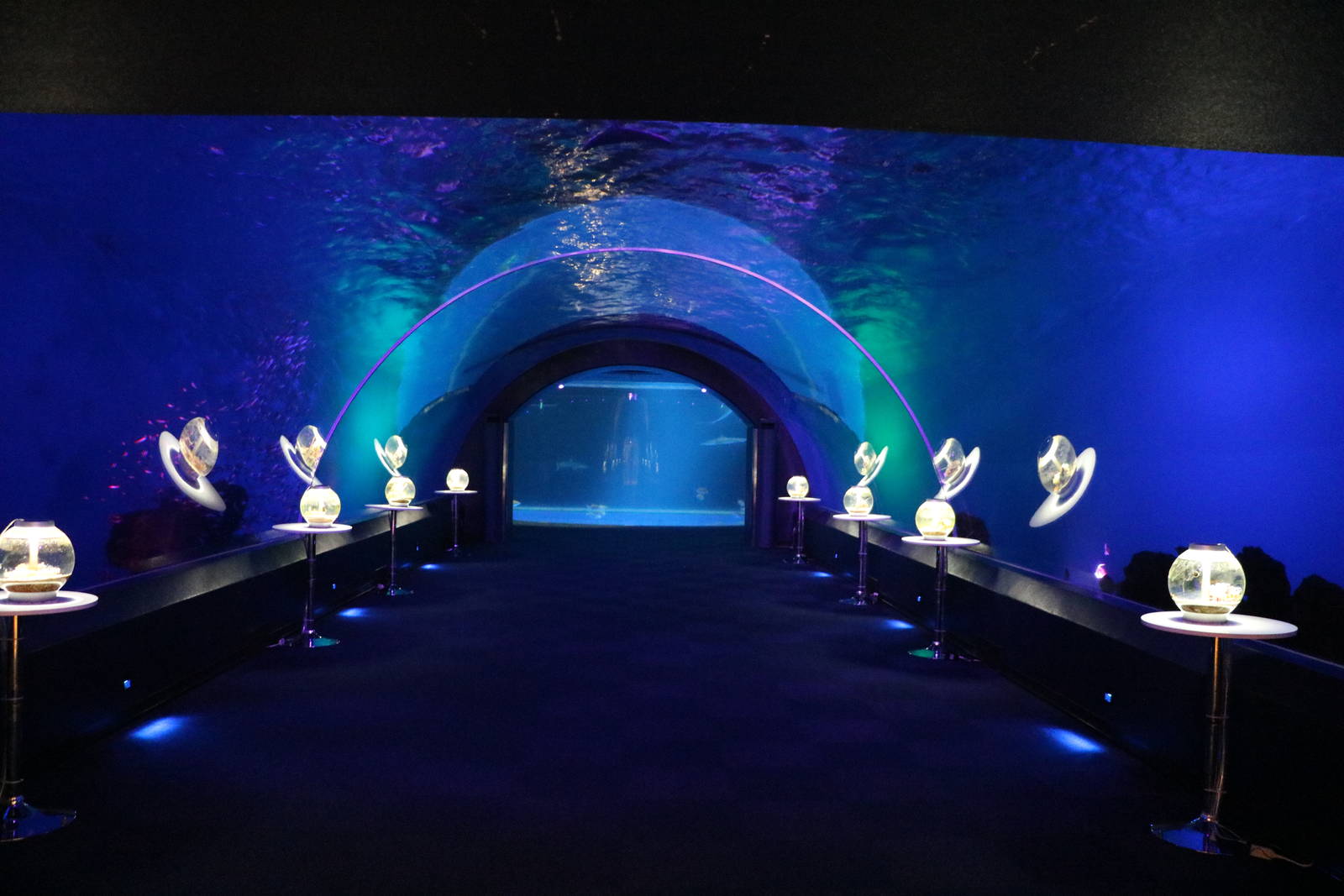 Dolphin tunnel, February 2016