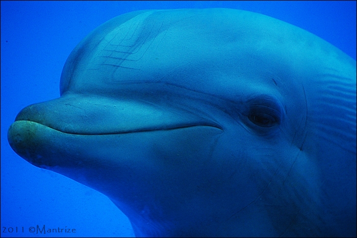 Dolphin under the water