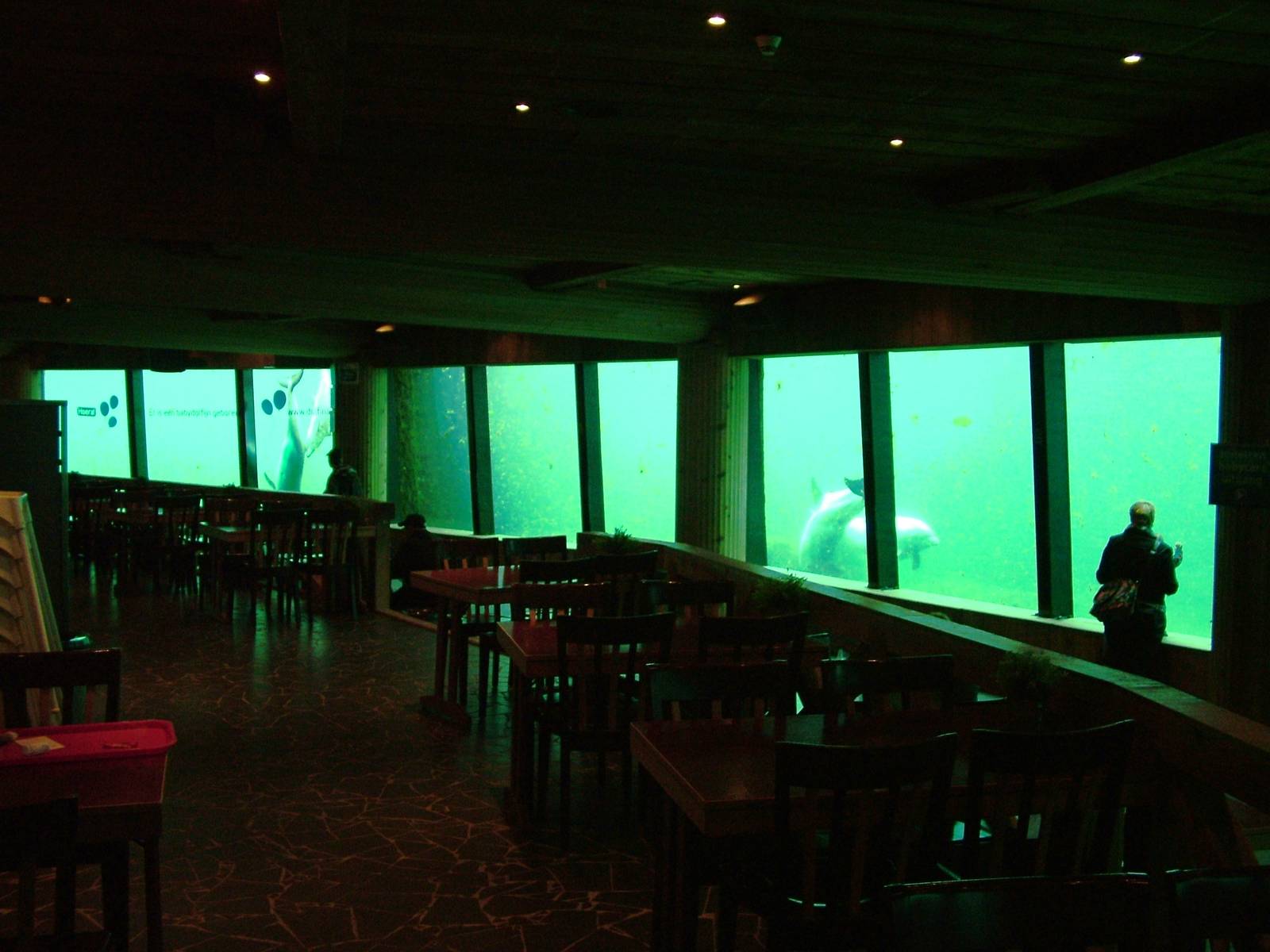 Dolphin Underwater Viewing and Cafe at Harderwijk, 01/06/12