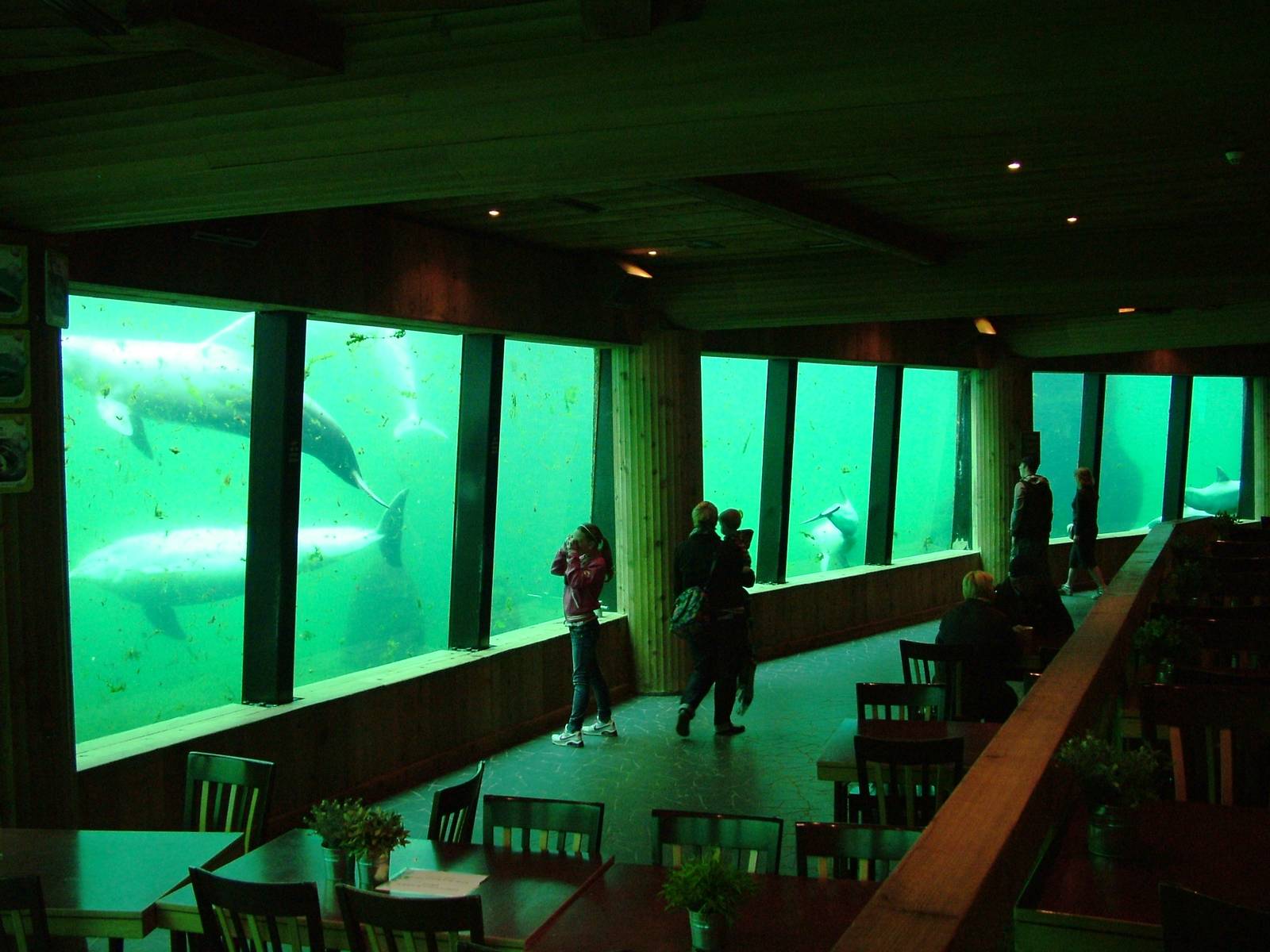 Dolphin Underwater Viewing and Cafe at Harderwijk, 01/06/12