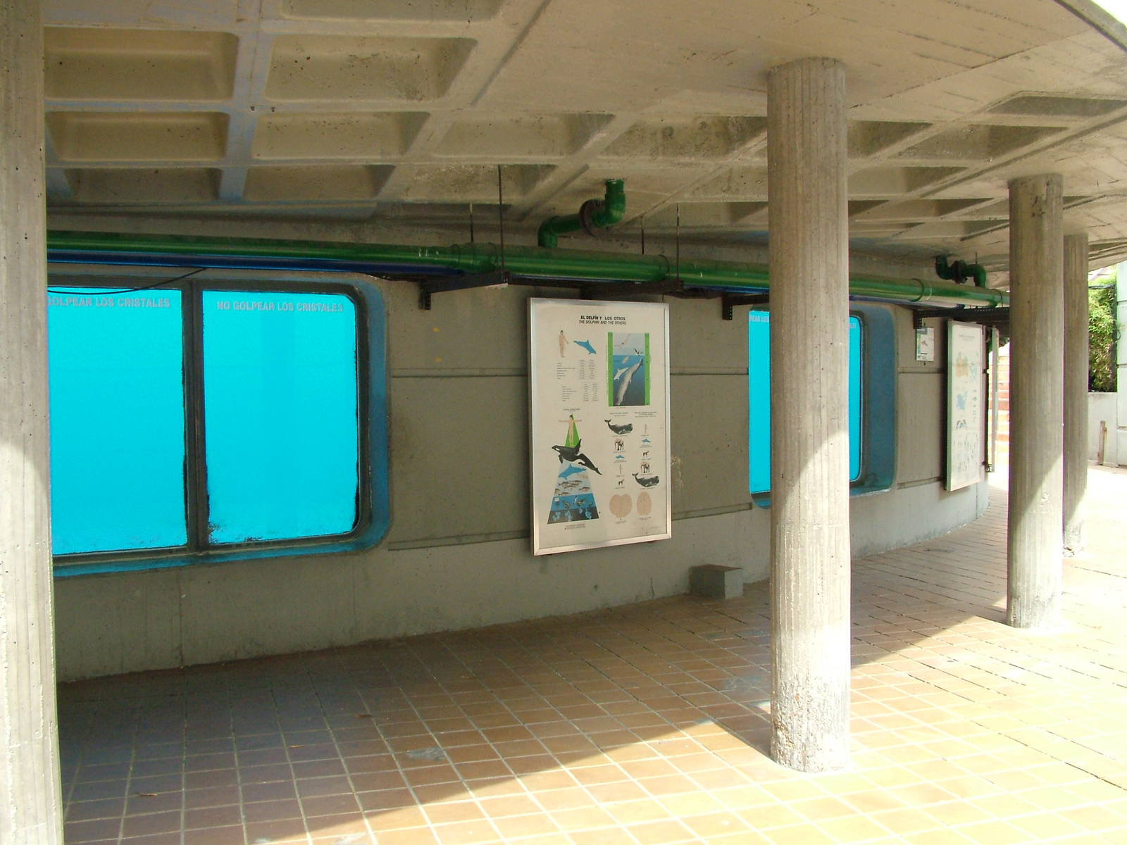 Dolphin Underwater Viewing at Madrid Zoo Aquarium, 26/05/11