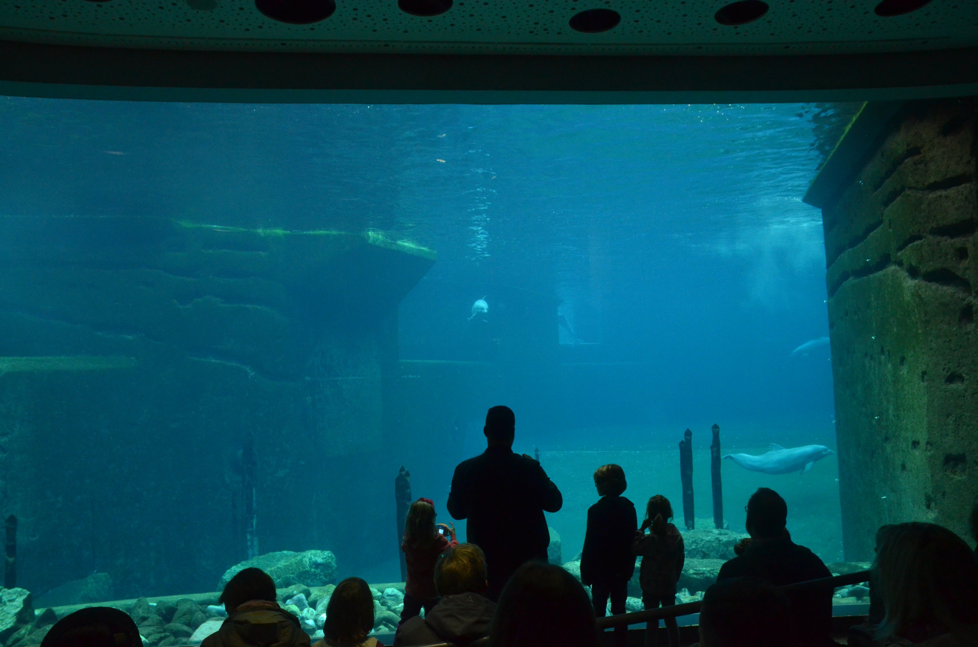 Dolphin Viewing in Blue Salon at Nuremberg, 08/09/19