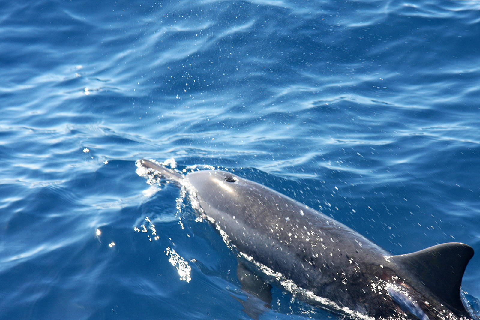 Dolphin Watch, Maui, Hawaii 2008