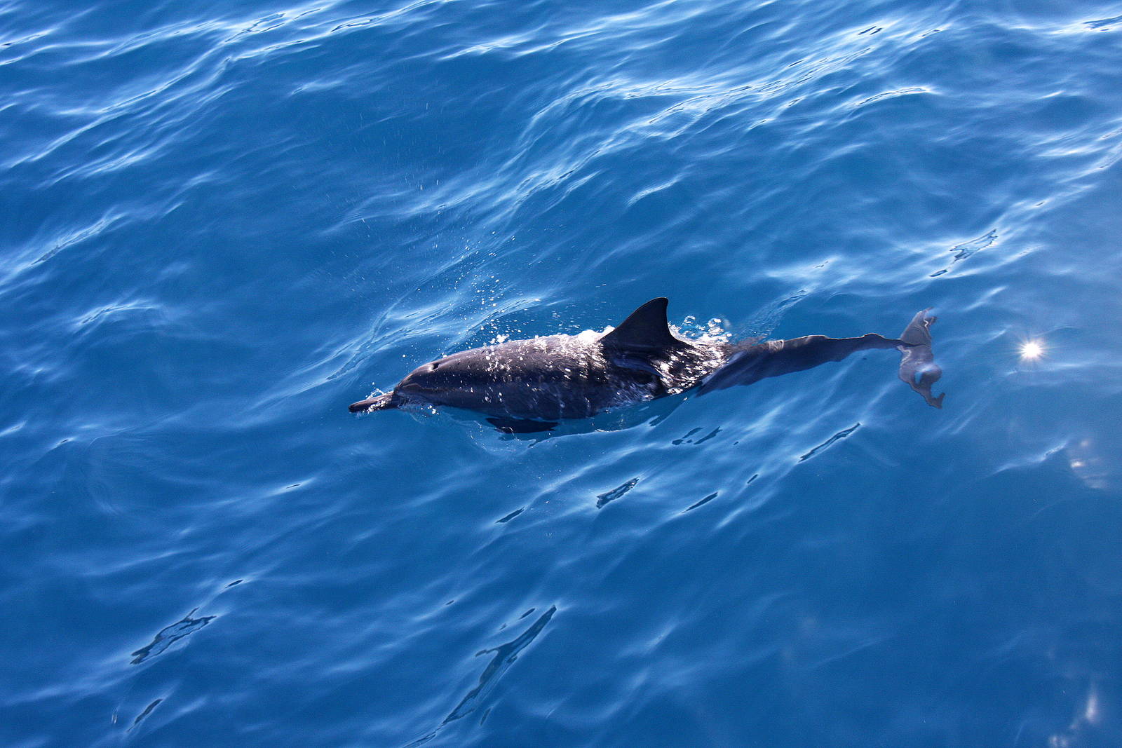 Dolphin Watch, Maui, Hawaii 2008