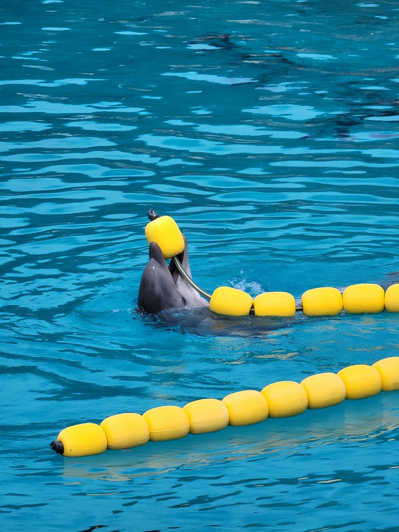 Dolphin with toy