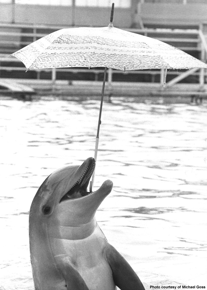 Dolphin with unbrella, one of the many tricks