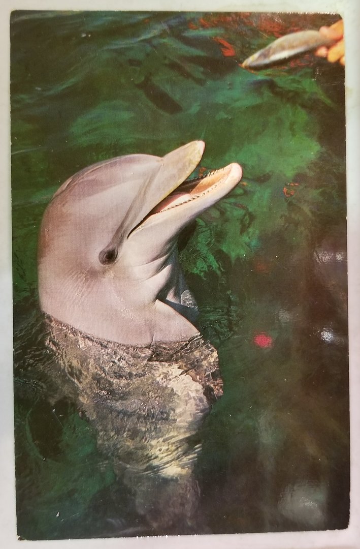 Dolphin