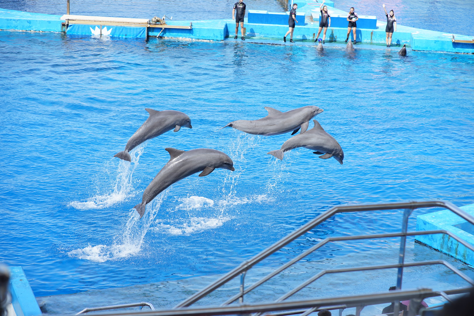Dolphinarium