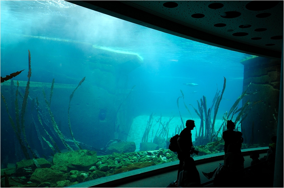 Dolphinlagoon underwater at Nürnberg