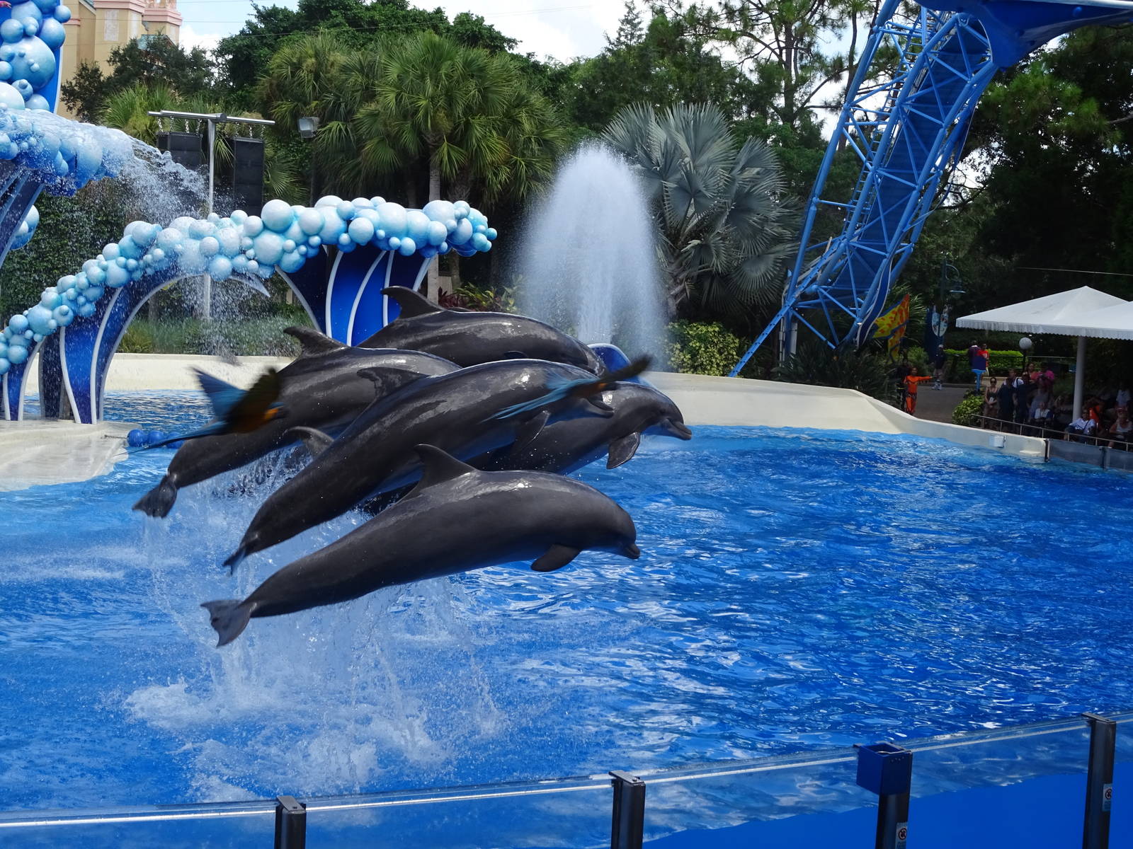 Dolphins and Macaws Performing at SeaWorld Orlando