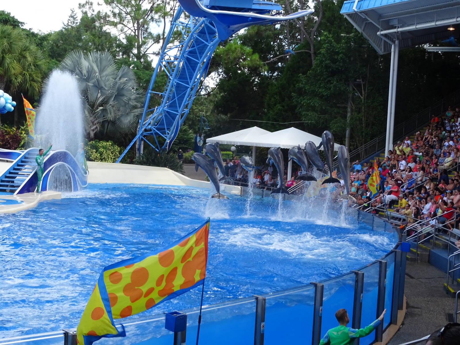 Dolphins and Macaws Performing at SeaWorld Orlando