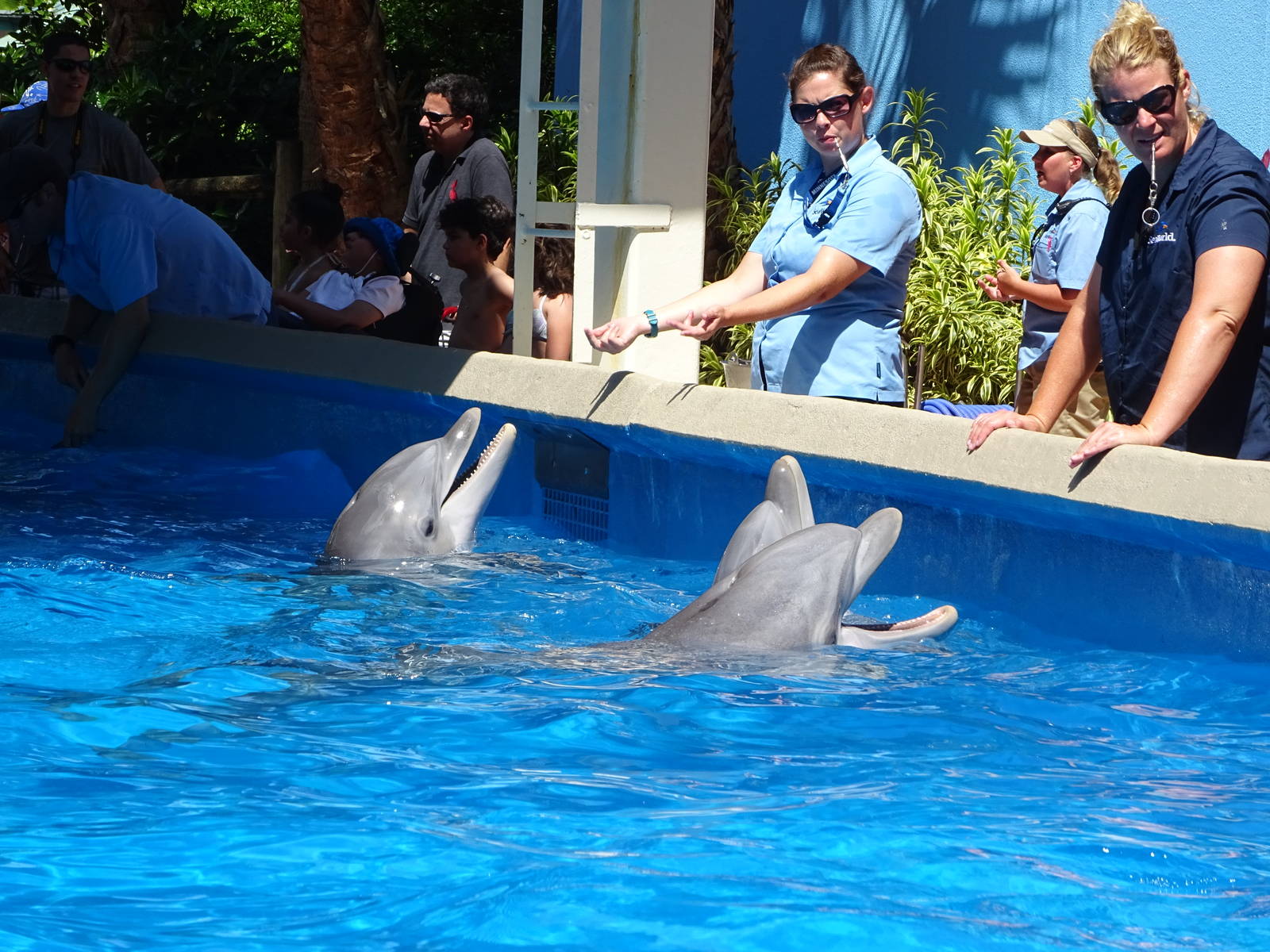 Dolphins at SeaWorld Orlando