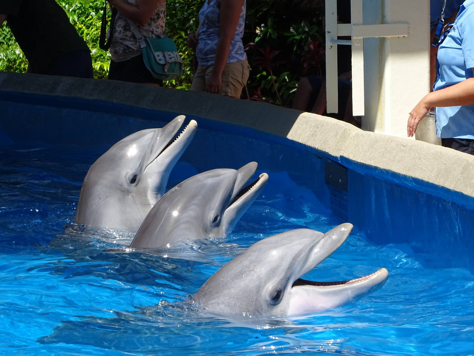 Dolphins at SeaWorld Orlando