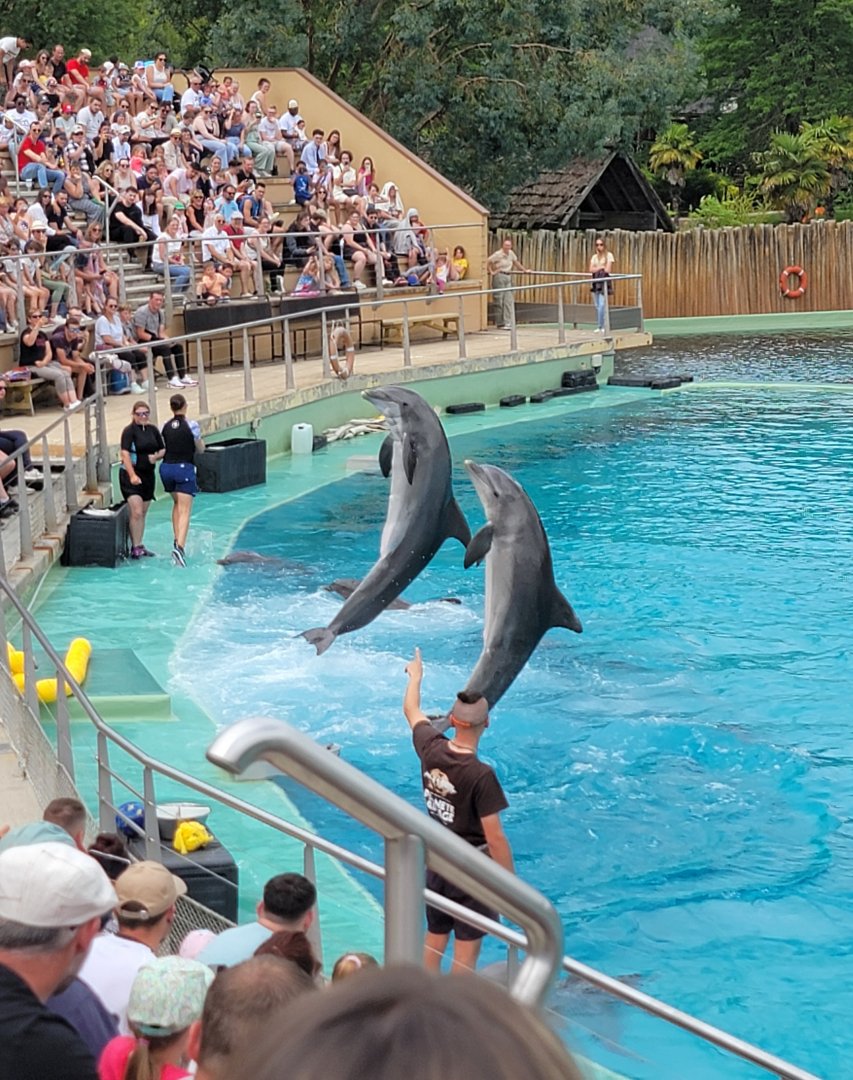 Dolphins during the Dolphin Presentation