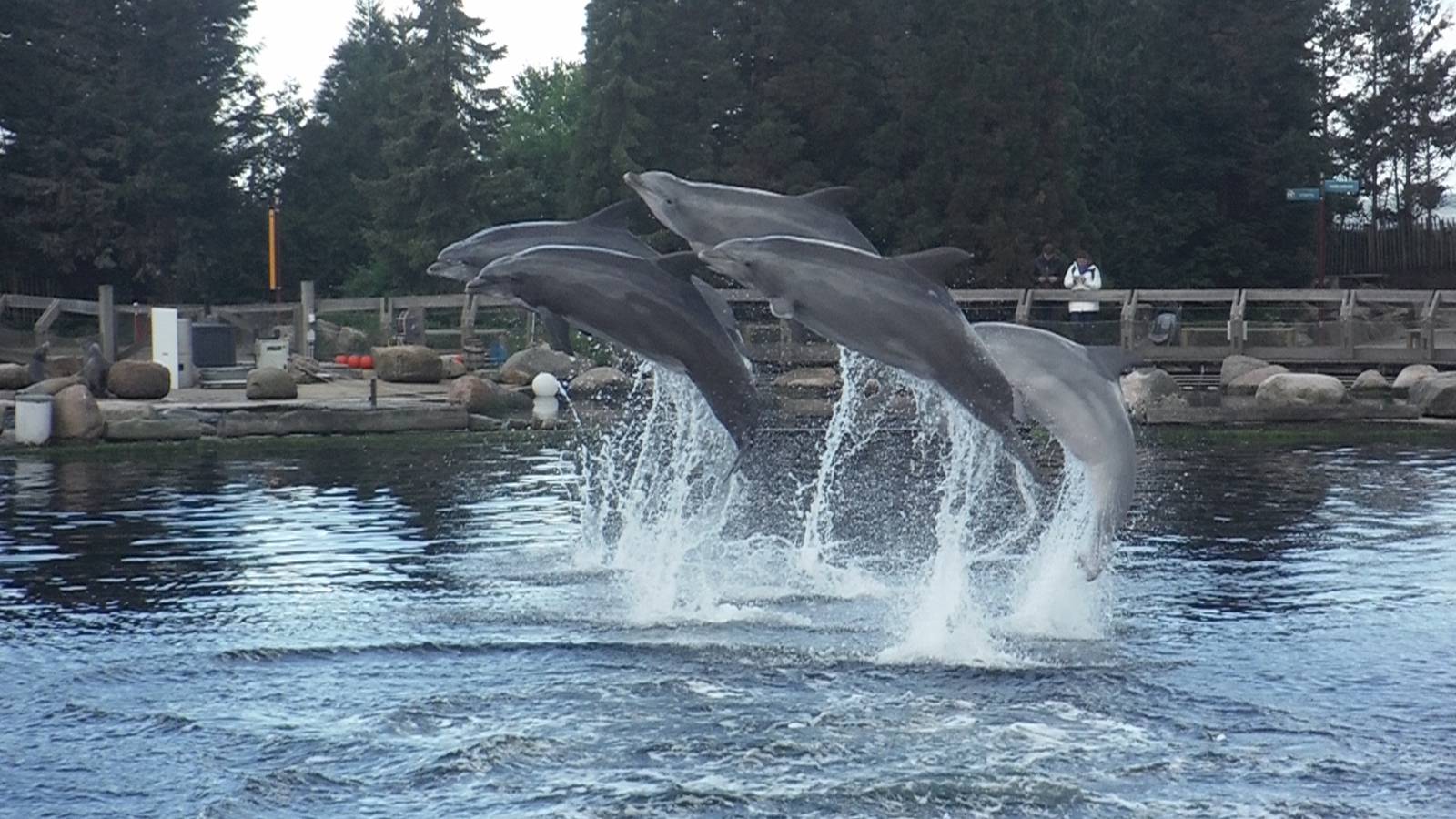 Dolphins Jumping