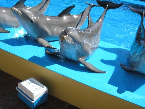 Dolphins, Marineland Mallorca, April 2007