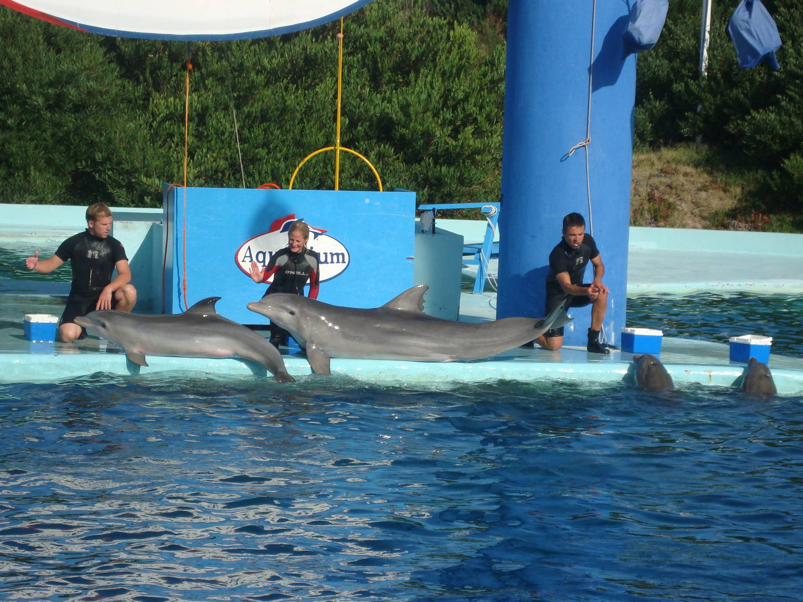Dolphins - Mom and calf