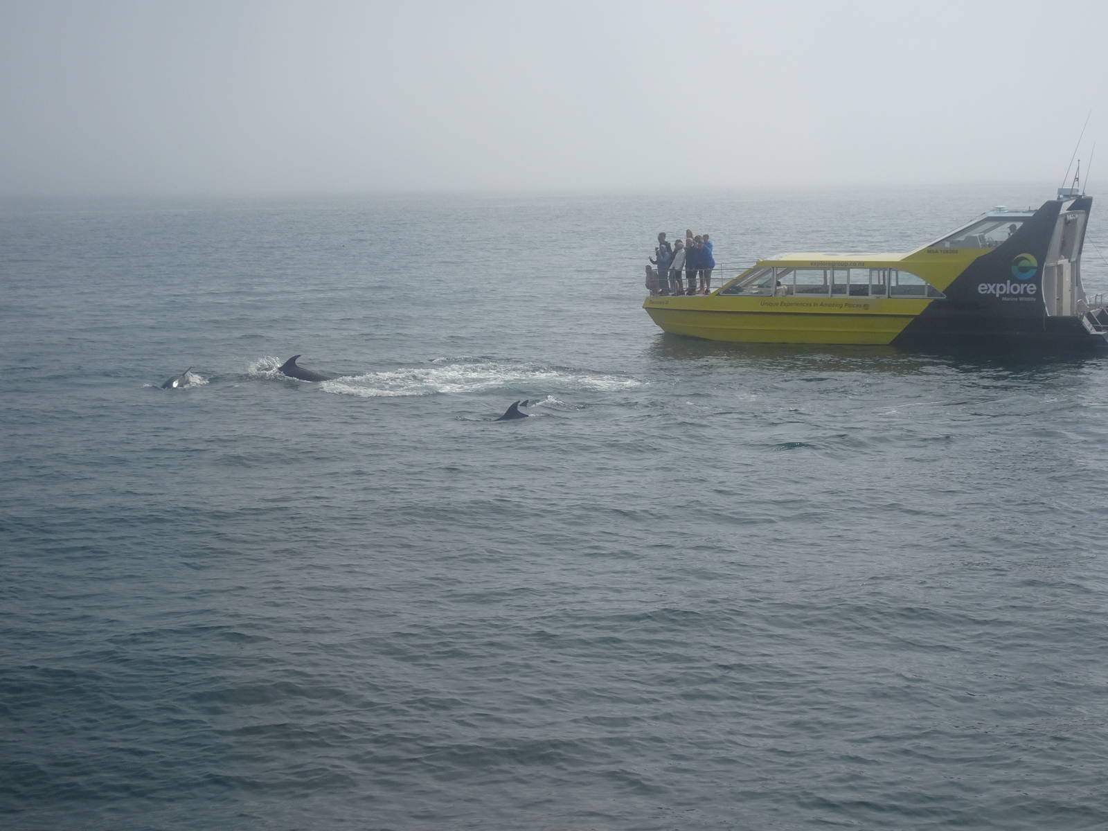 Dolphins, November 2015