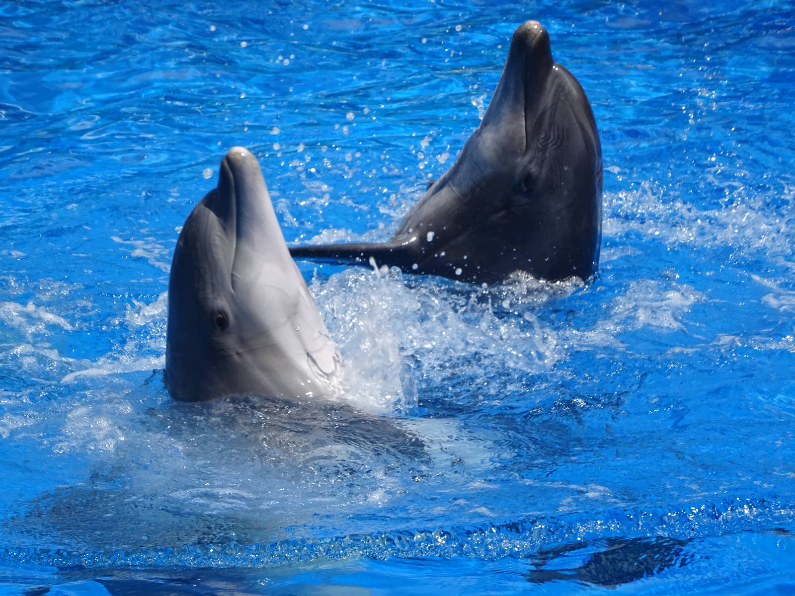 Dolphins Performing at SeaWorld