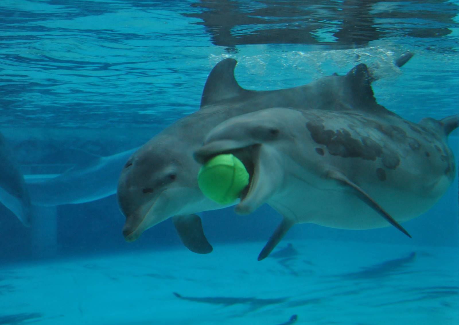 Dolphins playing