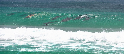 Dolphins surfing