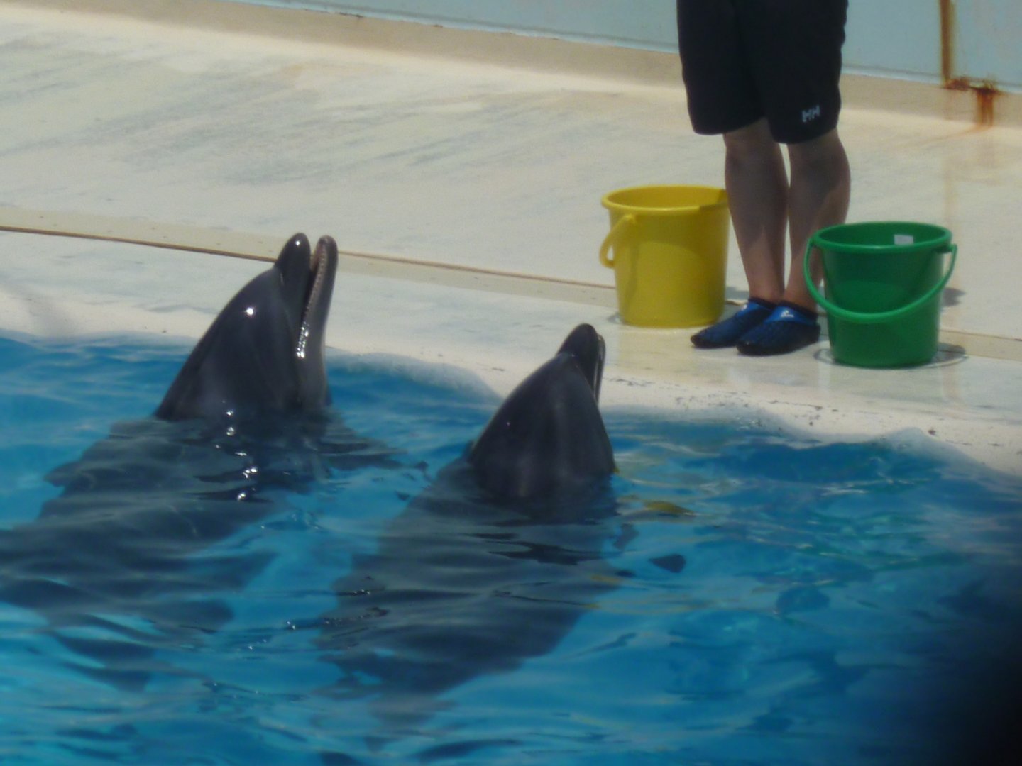 Dolphins waiting for reward