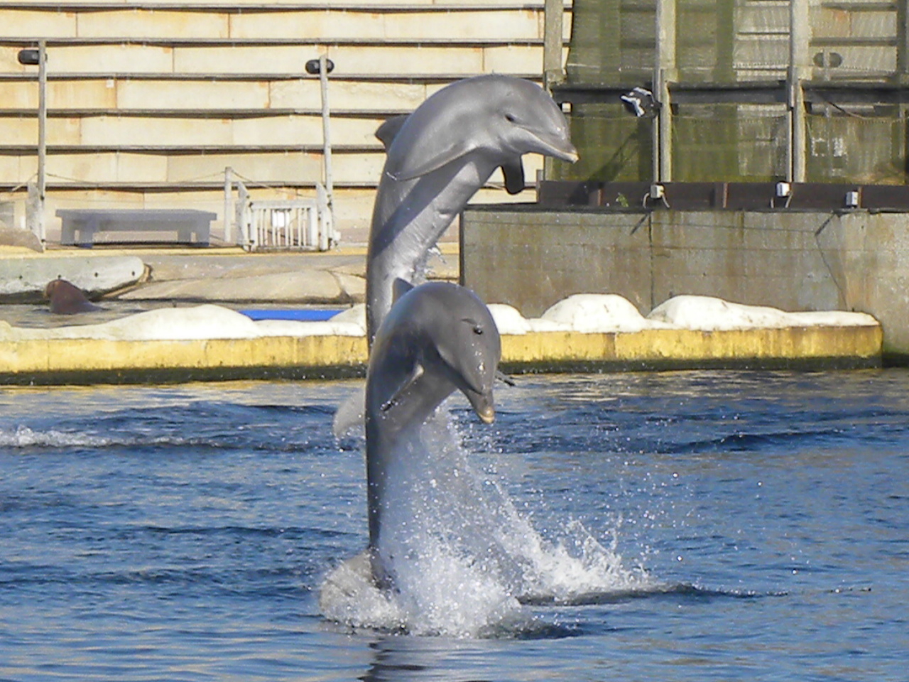 Dolphins
